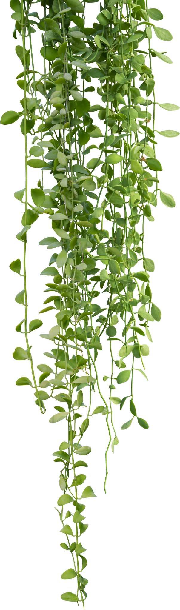 Plant ivy vines hanging, Succulent plants climbing.